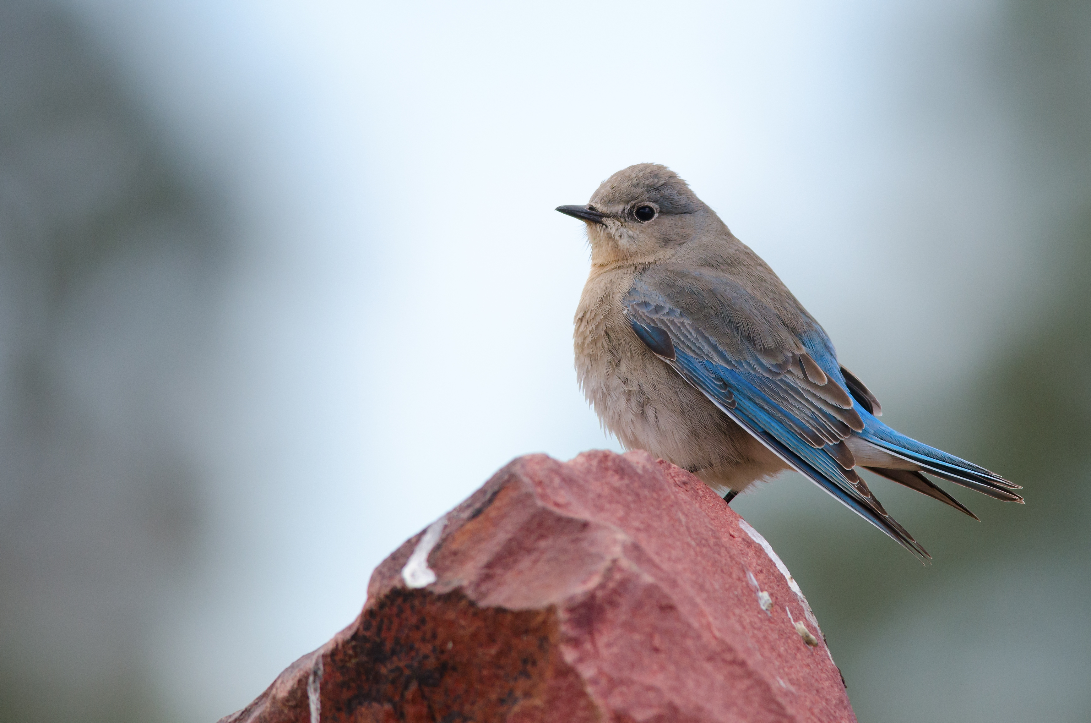 Mountain bluebird perched on stone. Official state bird of Idaho and Nevada.